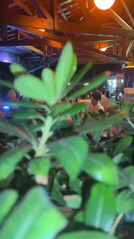 The video shows a dimly lit bar or restaurant scene at night. In the foreground, out-of-focus green leaves are prominent. In the background, the bar area is visible, with several people standing and interacting. There are bartenders behind the counter preparing drinks. The ceiling has wooden beams and is illuminated with colored lights, including purple and orange. A large round light fixture is visible hanging from the ceiling. The overall atmosphere appears to be social and lively.