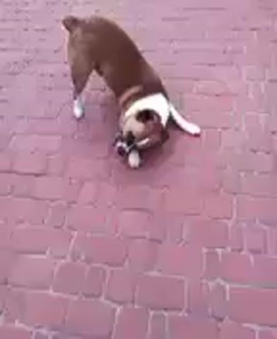A brown and white dog with a muzzle is on a brick pathway. The dog is facing downwards and appears to be sniffing or pawing at something on the ground. The video is shaky and the lighting is poor, making it difficult to discern further details.