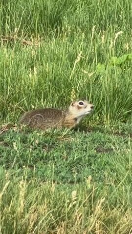 A prairie dog is visible in tall green grass. The prairie dog is looking to its right. The camera is focused on the prairie dog and the grass. The lighting appears to be natural daylight. The video is taken from a slightly low angle.