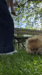 Woman with dog enjoys afternoon at Saint-Galmier park
