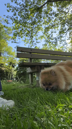 Woman with dog enjoys afternoon at Saint-Galmier park
