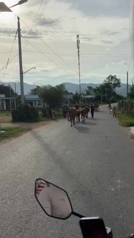 A herd of approximately ten cows walks down a paved road. A person on a motorbike is visible in the foreground, and a boy in a blue shirt is walking beside the cows. Several buildings and trees line the road, and mountains are visible in the background. The sky is cloudy.