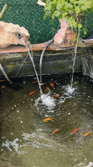 Backyard goldfish pond observed in Kiryat Bialik