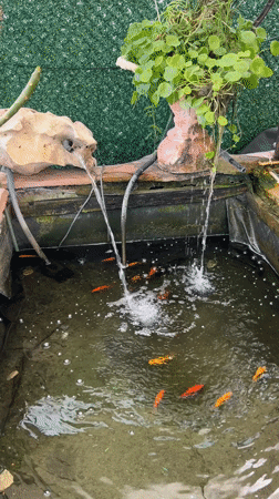 Backyard goldfish pond observed in Kiryat Bialik