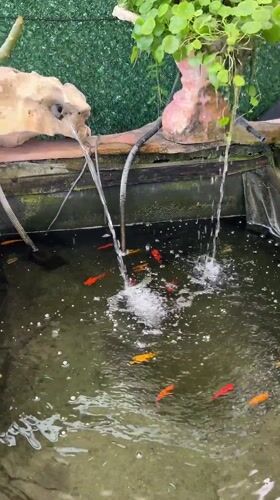 Backyard goldfish pond observed in Kiryat Bialik