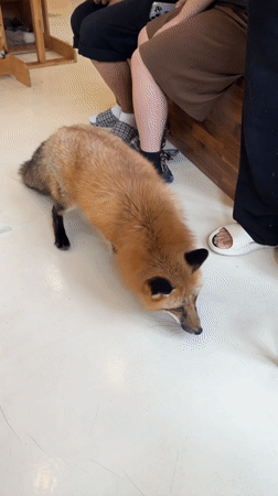 Red fox roams indoors and eats from hand in Seoul