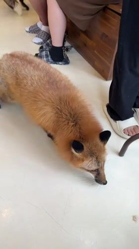 Red fox roams indoors and eats from hand in Seoul