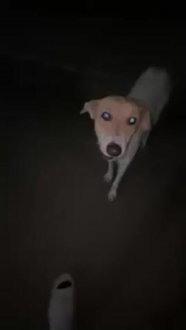 A dog stands in the dark. The dog is mostly white, with light brown markings on its head. The dog's eyes glow red from the camera's flash. The background is dark and appears to be a paved surface, possibly a street or parking lot. A faint structure is visible in the background. The dog stares directly at the camera.