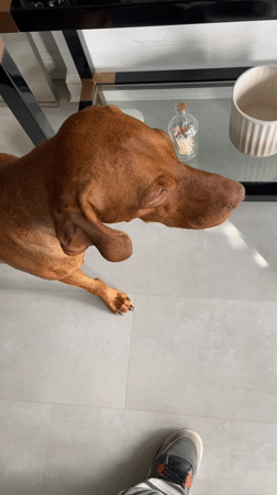 Afternoon snapshots: selfies, snacks, and pets across Hertfordshire homes