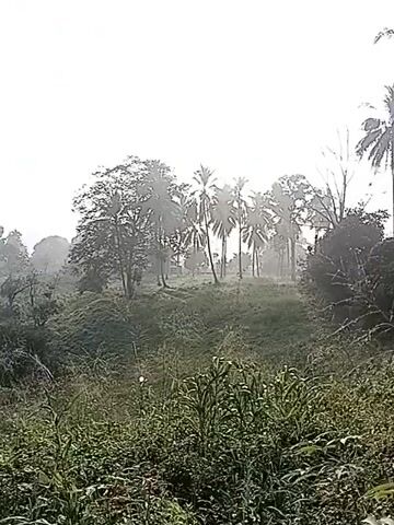 This video shows a rural landscape with rice paddies and palm trees. The sun is low in the sky, and there is a light mist. The video pans from left to right, revealing more of the landscape. The foreground is filled with tall grass and foliage. In the middle ground, there are several rice paddies, some of which appear to be flooded. In the background, there are rolling hills covered in trees, with a few palm trees scattered throughout the scene. The sky is a pale, hazy blue, indicating either early morning or late afternoon. There are no people or animals visible in the video. The overall impression is one of peace and tranquility.