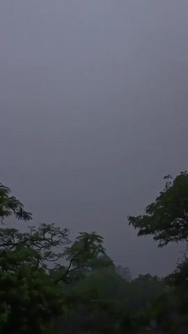 The video shows a gloomy scene with trees in the foreground against a grey, overcast sky. The trees are green with their branches visible and some movement suggesting wind. The background sky is a solid, flat grey, indicating heavy cloud cover, likely during rainfall or a storm. There are no people, animals, or man-made structures visible. The environment suggests a natural, possibly forested, area in a damp or rainy climate.