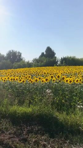 A video captures a vast field of sunflowers under a clear blue sky. The sunflowers, with their distinctive yellow petals and dark centers, stretch as far as the eye can see, creating a vibrant yellow carpet. In the foreground, tall green grass and some brown undergrowth are visible. A line of trees forms a distant backdrop behind the sunflower field. The camera slowly pans across the scene, offering a panoramic view of the expansive agricultural landscape.