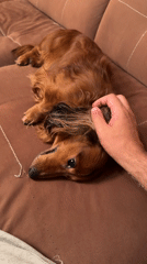 Dachshund receives gentle petting on couch in Krasnoyarsk