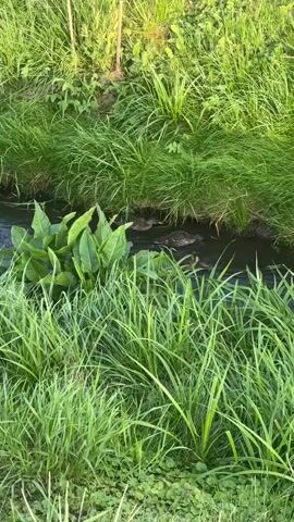 The video shows a narrow stream flowing through tall green grass. Several ducks are swimming in the stream. The water is dark and murky, and there are some large green plants growing in the stream on the left side of the frame. The grass on either side of the stream is lush and green. The lighting suggests it is daytime, possibly late afternoon or early evening, given the soft light. No people are visible. The ducks appear to be foraging or moving through the water.