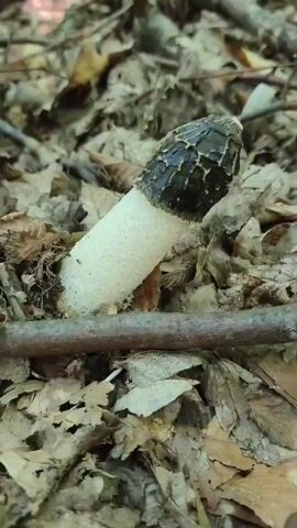 The video shows a close-up, static shot of a single stinkhorn mushroom emerging from a forest floor covered in fallen leaves and twigs. The mushroom has a white, stalk-like base and a dark, conical cap covered in a foul-smelling, olive-green slime. A small brown branch lies horizontally across the foreground, partially obscuring the mushroom's base. The background is blurred, showing more forest detritus and the out-of-focus trunks of trees. The lighting suggests an overcast day in a wooded area. There are no people or animals visible, and no actions are occurring other than the implied growth of the mushroom.