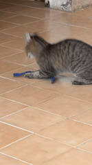 Domestic cats play together on tiled floor in Venezuela