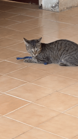 Domestic cats play together on tiled floor in Venezuela