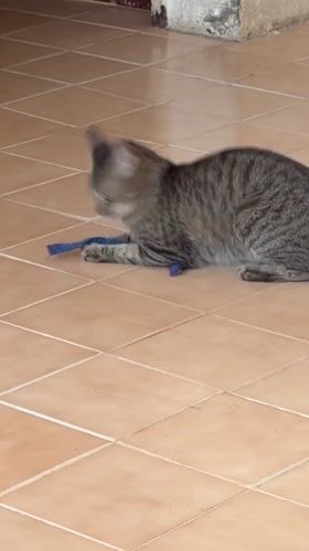 Domestic cats play together on tiled floor in Venezuela