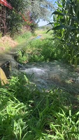 A narrow, man-made channel of water flows rapidly through lush green vegetation and a cornfield. The water appears to be coming from a pipe or culvert on the left side of the frame and is creating a foamy splash as it enters the channel. The sun is shining, and the environment appears to be rural or agricultural. The video is taken from a low angle, close to the ground, and the focus is on the movement of the water.