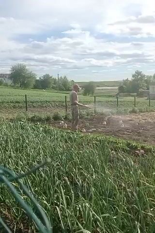 A man is standing in a field spraying something, seemingly pesticide, from a long wand over a small crop of melons. He is wearing camouflage pants, a beige or gray tank top and a hat. He is standing in the middle of the field, past a row of onions, in what appears to be his garden, with a fence and other crops visible behind him and a house in the distance. The sky is bright with scattered white clouds.
