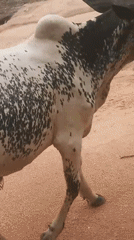 Cattle herd moves through dusty Jalingo streets