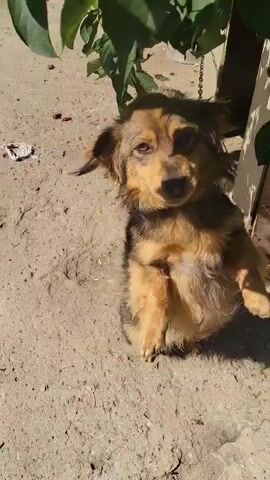 A brown and black dog stands on its hind legs, looking towards the camera. Its front paws are raised, and its tongue is slightly out. The dog is on a dirt ground, with a chain attached to its collar, which leads to a dog house in the background. There are some leaves and branches overhead, casting shadows on the ground.