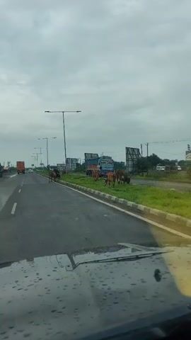 The video shows a view from inside a vehicle driving on a wet road. Multiple cows are grazing on the grassy median between lanes of traffic. A blue and orange truck is parked on the side of the road behind a fence. The sky is overcast.