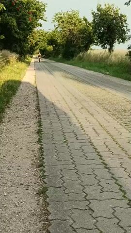 The video shows a person riding a bicycle on a paved path. The path is made of interlocking concrete blocks and is lined with gravel and grass on the left side, and grass with tall reeds on the right. Trees and foliage border the path on both sides, creating a canopy effect in some areas. The sun is casting long shadows, suggesting it is either early morning or late afternoon. The weather appears to be clear and sunny. The person on the bicycle is seen in the distance, moving away from the camera. The overall scene conveys a sense of peaceful outdoor activity, possibly a leisurely bike ride in a rural or semi-rural setting. No text is visible in the media file.