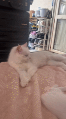 Mother cat tends to three kittens on blanket in Turkey