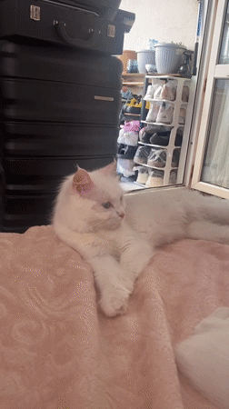 Mother cat tends to three kittens on blanket in Turkey
