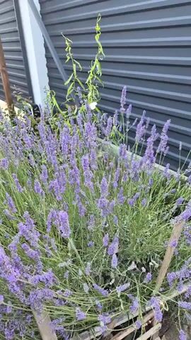 The video captures a close-up view of a lush lavender bush, its vibrant purple flowers swaying gently in the breeze. The plant is positioned in front of a gray, corrugated metal wall, likely part of a building or fence, with a wooden post visible to the left. A hint of a white structure is also present on the far left, possibly a wall or corner of a building. The scene appears to be outdoors, bathed in natural light, suggesting it is daytime. There are no people or animals visible in the frame. The overall mood is serene and natural, highlighting the beauty of the blooming lavender. The focus is entirely on the plant and its immediate surroundings, creating a peaceful and slightly rustic ambiance. There is no visible text in the media file.