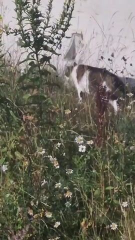 A brown and white cat is walking through tall grass and weeds near a concrete wall. The cat is mostly obscured by the vegetation, but its body and tail are visible. The grass is green and dotted with small white and yellow flowers. The concrete wall is light gray and appears to be part of a building. The video is shot from a low angle, looking up at the cat and the wall.