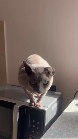 A hairless grey-brown cat is standing on top of a grey-silver microwave. The cat's posture is crouched, and it is looking down. It has large, pointy ears and green eyes. The microwave is sitting on a light-colored countertop. The scene is brightly lit. The cat reaches a paw down towards the countertop, then pulls it back. The cat continues to stare at the camera.