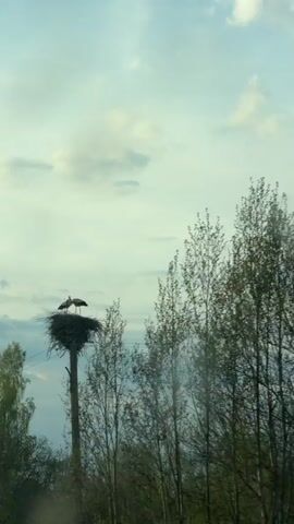 The video shows two storks in a large nest atop a utility pole. The nest is made of sticks and twigs. The sky is cloudy and bright. There are trees in the background. The camera zooms in slightly on the nest.