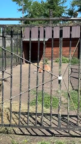 A medium shot captured from behind a black metal fence reveals a llama lying down in an enclosure on a sunny day. The llama, with its head resting on the ground, is light brown and fuzzy. Behind the llama, a small wooden structure with a brown roof serves as a shelter. The enclosure floor is dirt, with patches of dry grass and hay scattered around. The fence, showing signs of rust and wear, is partially blocking the view. A padlock is attached to the gate latch. In the background, lush green trees and a bright blue sky are visible.