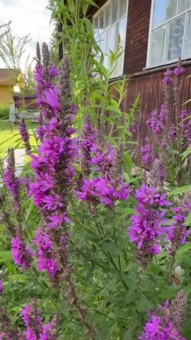 The video captures a close-up view of vibrant purple flowers, likely Lythrum salicaria, swaying gently in the breeze. The flowers are tall and spiky, with multiple blooms clustered together. Behind the flowers, a rustic wooden building with white-framed windows is visible. The building appears to be a house or a shed. To the left of the frame, a portion of another building, painted yellow, can be seen along with a green lawn and some trees. The lighting suggests it is daytime, possibly late afternoon, with a bright sky overhead. The focus is on the flowers, creating a soft bokeh effect on the background. There are no people or animals visible in the video. The overall scene evokes a peaceful, natural setting, likely a garden or yard in a rural or suburban environment. The camera pans slightly, offering a dynamic perspective of the flowers.