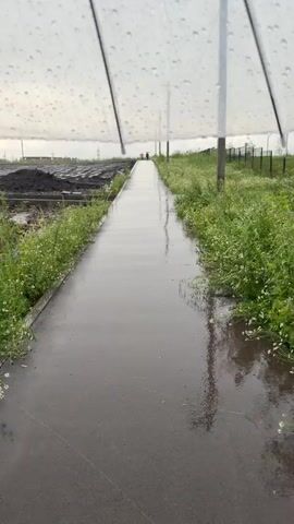 The video opens with a close-up view of an umbrella, with raindrops visible on its surface. The camera then pans downwards and to the right, revealing a wet paved walkway stretching into the distance. The walkway is flanked by lush green grass and small white flowers on either side. In the background, a construction site is visible, with mounds of dark soil and some scattered debris. Further in the distance, several tall residential buildings can be seen under a cloudy sky. The camera continues to pan, showing more of the muddy construction area, including puddles of water and piles of dirt. A few scattered bricks are also visible in the mud. In the far distance, a couple of figures are walking along the distant walkway, appearing as small silhouettes. The overall scene depicts a construction area during a rainy day, with the umbrella offering shelter from the downpour.