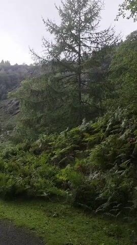The video shows a pathway with a wooded area to the right and a steep, rocky hill to the left. Lush green ferns and grass cover the lower parts of the hill and the sides of the path. In the distance, a large waterfall cascades down the rocky slope. Several people are visible in the background, scattered across a grassy field near the base of the waterfall. The sky is overcast, suggesting a cloudy or rainy day. The camera moves slowly along the path, offering a panoramic view of the natural landscape.