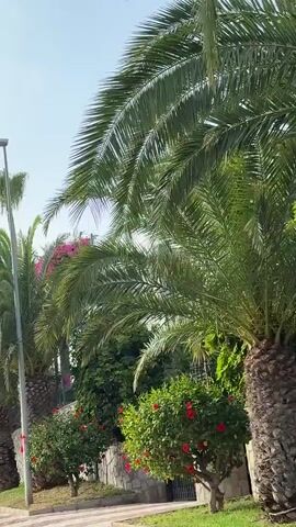 A side-to-side panning shot shows a row of palm trees in an outdoor environment with a clear sky. The palm trees are tall and have thick, rough trunks. Their fronds are large and green, extending outwards. In the background, a stone wall is visible, partially covered by greenery and some red flowers. A white building can be seen behind the foliage. A street light stands tall to the left of the frame. The ground in the foreground appears to be a sidewalk or pathway made of patterned tiles, with a strip of green grass bordering it. The lighting suggests it is daytime.