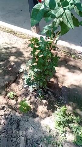 The video shows a close-up shot of a red rose bush with several red roses and green leaves. The rose bush is planted in the ground next to a building with a tiled wall. The sun is shining, casting shadows on the ground. The camera is handheld and pans slowly across the rose bush, capturing the detail of the flowers and leaves. The video is short and does not contain any audio.