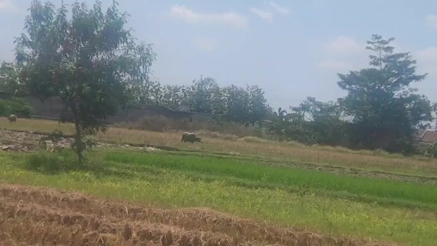 The video shows a rural landscape under a bright sky. In the foreground, there are rows of dried straw or stubble from a harvested field. Beyond this, there is a field of green crops, possibly rice paddies, with some patches of dry, yellowish grass. In the middle ground, a light-colored animal, likely a buffalo, is grazing in the field. Further back, a dark-colored animal, possibly another buffalo, is also visible. Trees are scattered throughout the scene, with a prominent tree on the left side of the frame. A low wall or fence runs horizontally across the middle distance, separating different sections of the land. In the background, there are more trees and a few houses, suggesting a nearby village. The sky is blue with scattered white clouds. The overall impression is a tranquil agricultural setting.