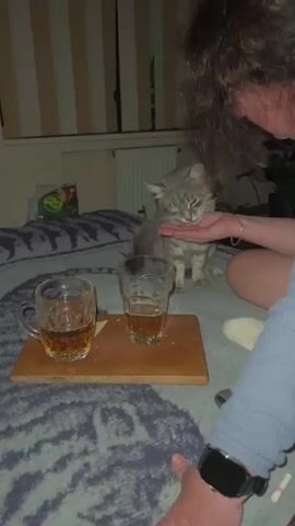 A person with long, curly brown hair is feeding a small, gray tabby cat from their hand. The cat is sitting on a bed with a patterned blanket, and it is taking food from the person's open palm. In the foreground, on a wooden board, are two glasses filled with amber liquid, possibly beer or a similar beverage. The room appears to be dimly lit, with striped curtains visible in the background. The person is wearing a blue shirt, and a watch with a black strap is visible on their wrist. The overall scene suggests a casual, indoor setting.