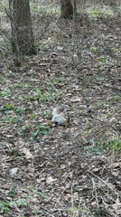 Squirrel spotted foraging in Moscow woodland area