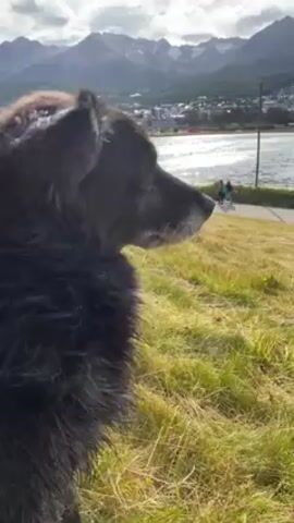 A black dog stands on a grassy hill, gazing to the right. The dog has a long snout, dark eyes, and a bushy coat. In the background, a body of water shimmers in the sunlight, with a walkway running alongside it. People stroll along the walkway. Beyond the water, a town nestles at the foot of a range of mountains under a partly cloudy sky. The sun shines intermittently, creating a mix of light and shadow across the landscape. The camera focuses on the dog, capturing its thoughtful expression against the scenic backdrop.