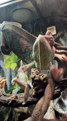 Child watches chameleon interaction in Moscow terrarium