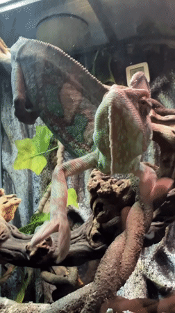 Child watches chameleon interaction in Moscow terrarium