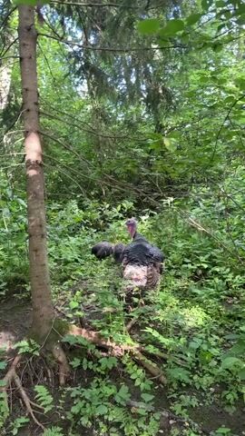 A turkey is walking through the woods. The turkey is black and white and has a red neck. The turkey is walking on a path that is covered in leaves and branches. The woods are green and lush with trees and bushes. The sun is shining through the trees.