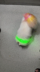 Colorful LED-lit dog spotted on Jiulongpo District streets