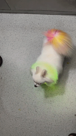 Colorful LED-lit dog spotted on Jiulongpo District streets