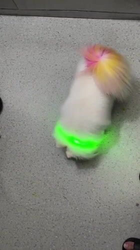 Colorful LED-lit dog spotted on Jiulongpo District streets